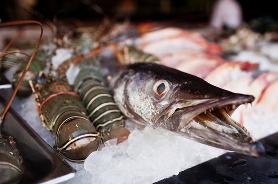 Fresh fish barracuda in ice on the market