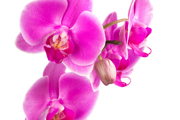 Obraz premium Duże kwiaty orchidei