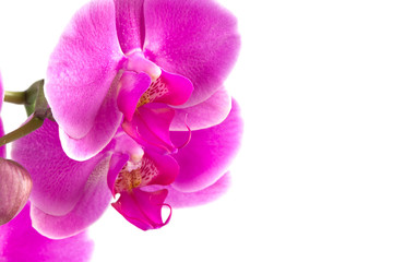 Naklejka na ściany i meble Orchid Flowers Pink