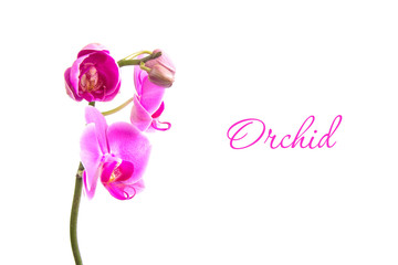 Orchid on White