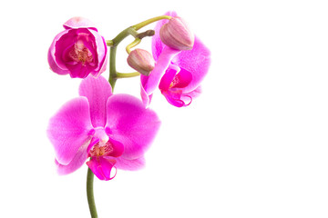 Fototapeta na wymiar Orchids isolated on white