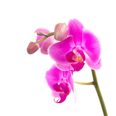 Fototapeta na wymiar Pink Orchid flowers