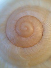 snail spiral