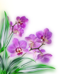 Obraz na płótnie Canvas Floral background of tropical orchids