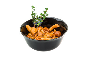 Armillaria