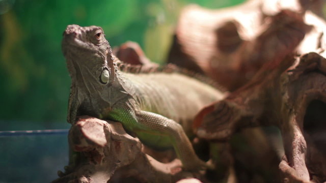 Lizard resting on a branch in the terrarium