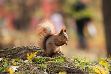 Squirrel in autumn