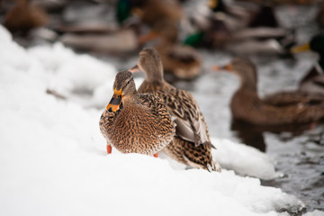 Brown duck on snow