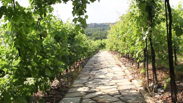 Stone path through vineyard landscape in summer