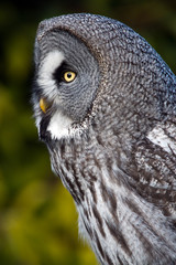 Great Grey Owl
