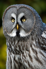 Great Grey Owl
