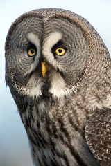 Great Grey Owl