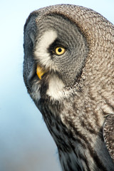 Great Grey Owl