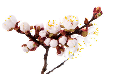 branch with apricot flowers