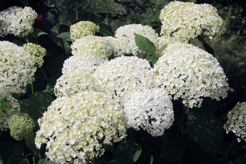 Bush blooming white hydrangea