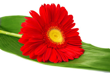 red gerbera isolated