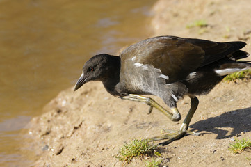 Teichralle, Gallinula chloropus