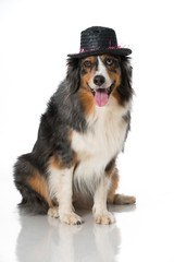 Australian Shepherd mit Hut
