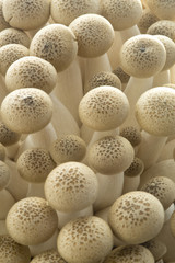 Bunashimeji mushrooms