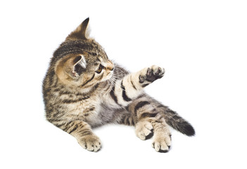 Playful kitten Scottish Straight breed