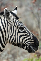 Zebra im Etosha Park, Namibia