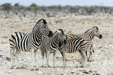 Fototapeta na wymiar Zebry im Park Narodowy Etosha, Namibia