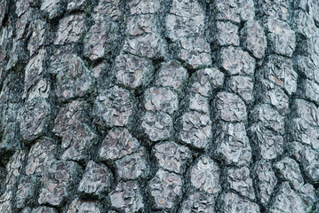 Texture of pine bark