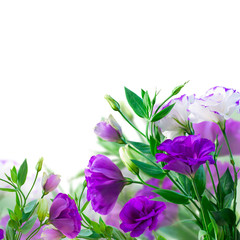 Violet Eustoma flowers