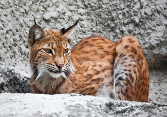 Lynx