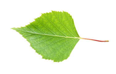 Obraz premium Green leaf