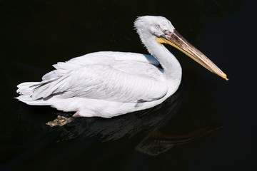 Pelican