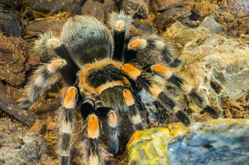 Tarantula spider