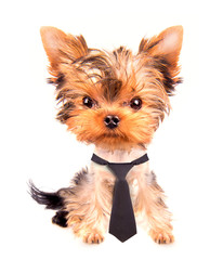 business dog with tie