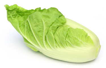 Fresh chinese cabbage