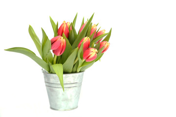 Tulpen