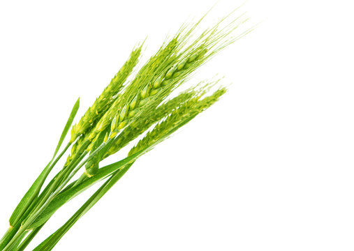 Green Wheat Isolated