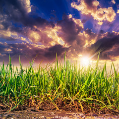grass growing out of stone on sunset