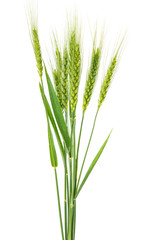 Green wheat isolated
