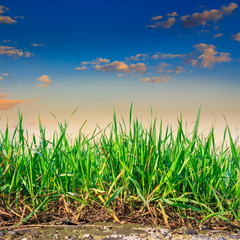 grass growing out of stone