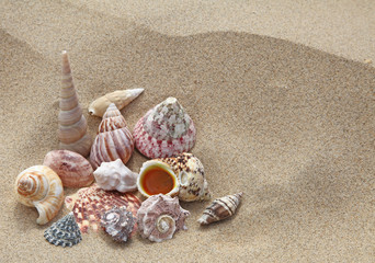 Fototapeta na wymiar coquillages sur le sable