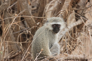 Little Monkey