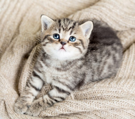 top view of baby cat kitten lying on jersey