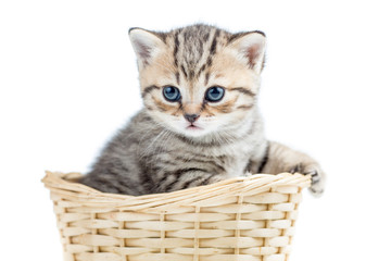 Fototapeta na wymiar small kitten in wicker basket