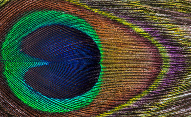 bright peacock feather background