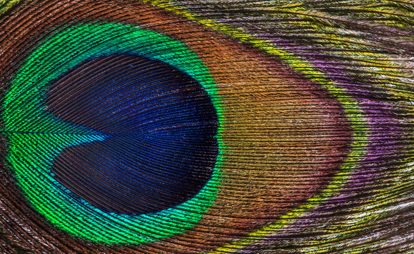 Fototapeta bright peacock feather background
