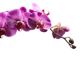 Purple orchid flowers isolated on white background