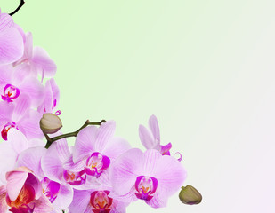 corner from branches with pink orchids