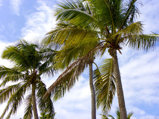 Obraz premium Cocotier en Martinique