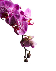 Obraz premium Fioletowe kwiaty orchidei na białym tle