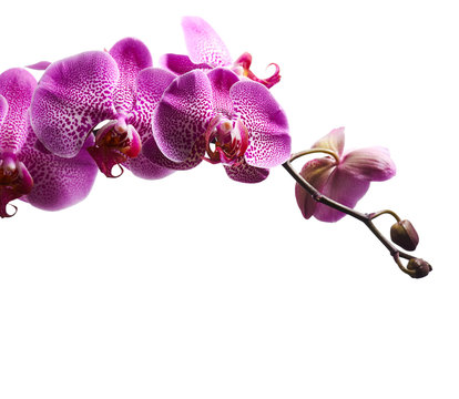 Fototapeta Purple orchid flowers isolated on white background